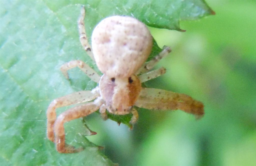 Xysticus sp. - San Leucio (CE)